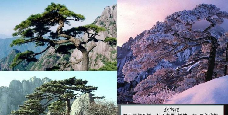 黄山四绝指的是