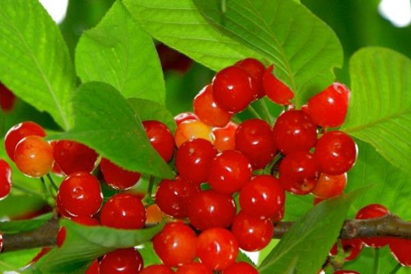 樱桃是热性的仍旧凉性的?属于温性生果(含铁量居首位)