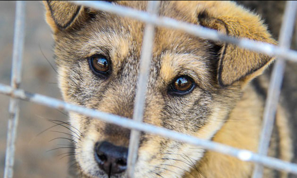 广西玉林狗肉节,广西狗肉节几月几号图4