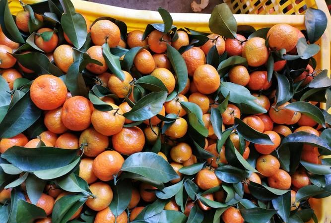 怎样促使砂糖橘早熟