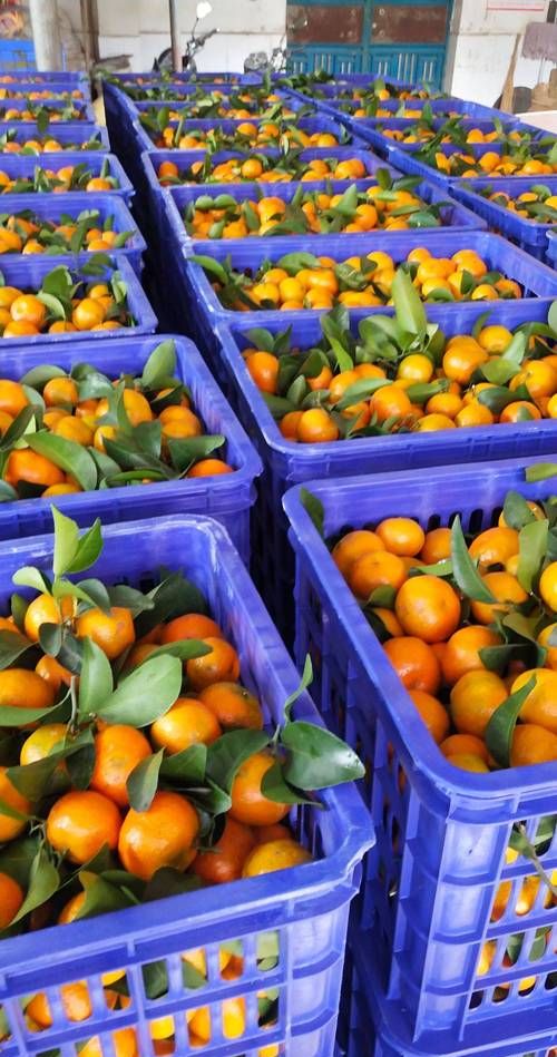 沙糖桔如何保存时间长