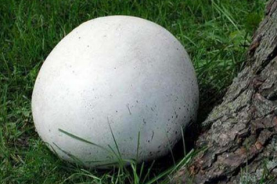 ​马粪包:具有良好止血效果的菇类_药用价值极高