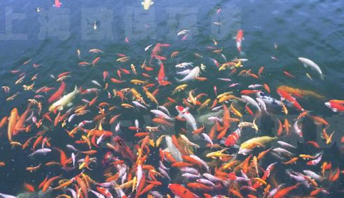 养鱼是什么意思网络用语,养鱼是什么意思网络用语图2