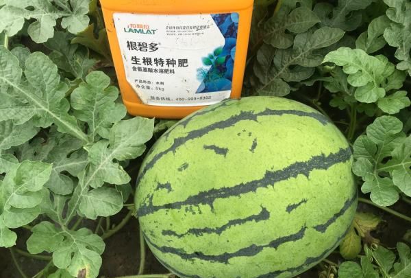 2k西瓜为什么那么甜,西瓜为什么那么好吃呢图1