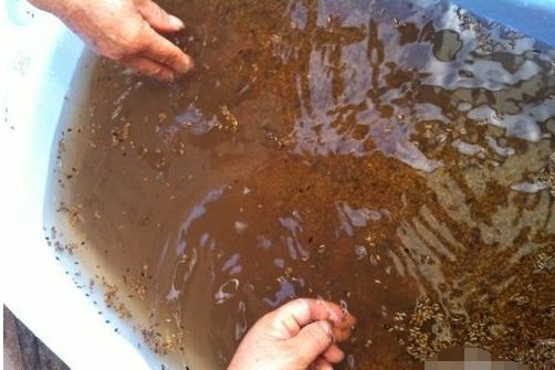 决明子枕头可以洗,决明子枕头有什么好处和坏处图6