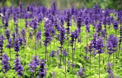 ​北京蓝调薰衣草庄园门票  北京蓝调薰衣草庄园门票老年人有优惠吗?