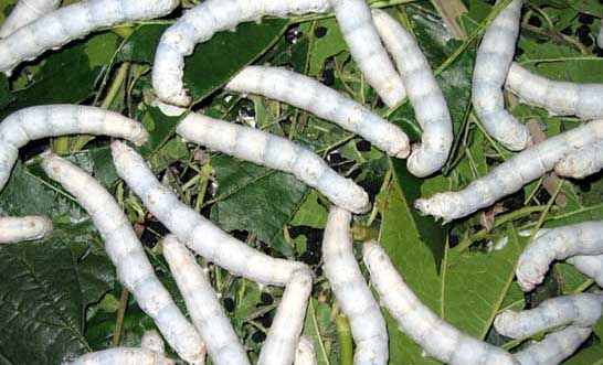 蚕宝宝的生长过程图片,蚕一生的生长过程简写是什么意思图5