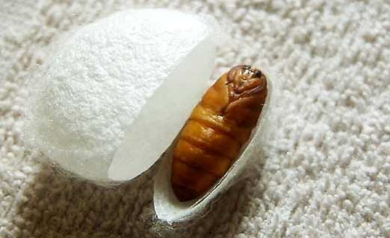 蚕宝宝的生长过程图片,蚕一生的生长过程简写是什么意思图6