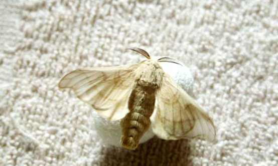 蚕宝宝的生长过程图片,蚕一生的生长过程简写是什么意思图7