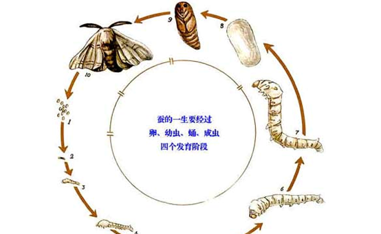 蚕宝宝的生长过程图片,蚕一生的生长过程简写是什么意思图2