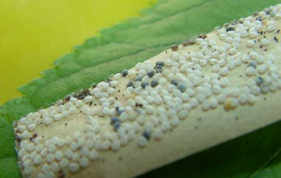 蚕宝宝的生长过程图片,蚕一生的生长过程简写是什么意思图3