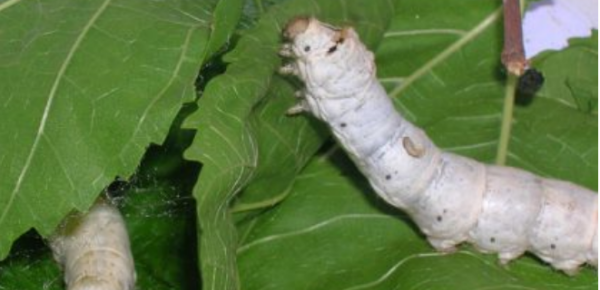 蚕宝宝的生长过程图片,蚕一生的生长过程简写是什么意思图1