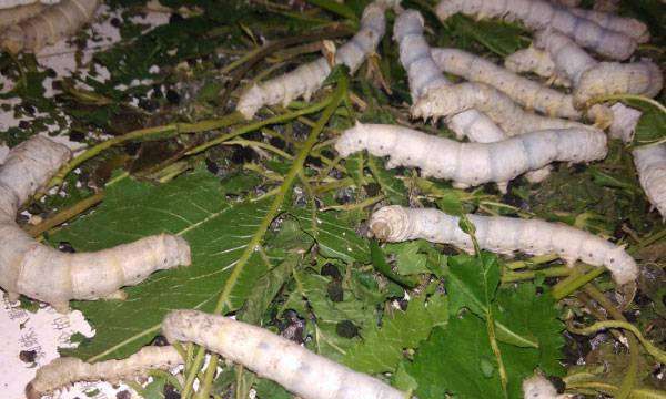 蚕宝宝的生长过程图片,蚕一生的生长过程简写是什么意思图11