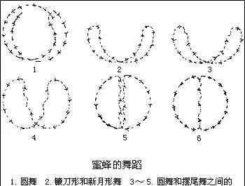 哪种动物的叫声和猫咪差不多，牡丹鹦鹉能学会狗狗猫咪等动物的叫声吗？为什么？图4