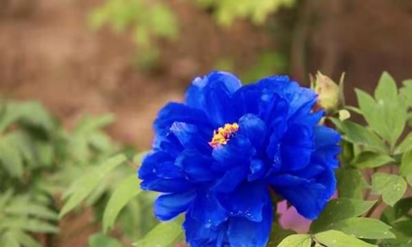 牡丹花什么时候开花,想知道牡丹是几月份开花的图5