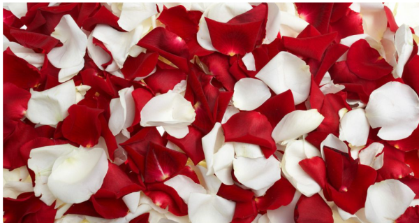 玫瑰花可以用来干嘛,玫瑰花可以拿来做什么东西图4