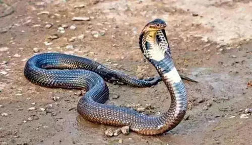 冬天蛇会出来,蛇为什么冬天不出来图4