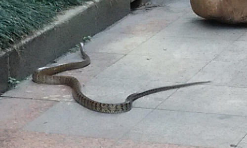 冬天蛇会出来,蛇为什么冬天不出来图5