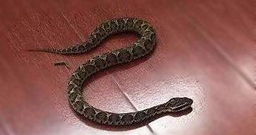 冬天蛇会出来,蛇为什么冬天不出来图3