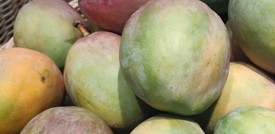 新鲜芒果可以放冰箱,芒果可以放冰箱可以保存多久呢图1