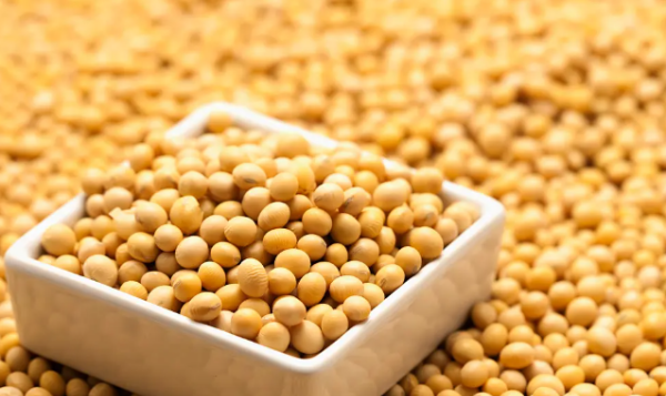 五谷中的菽是指什么,菽是指什么图2