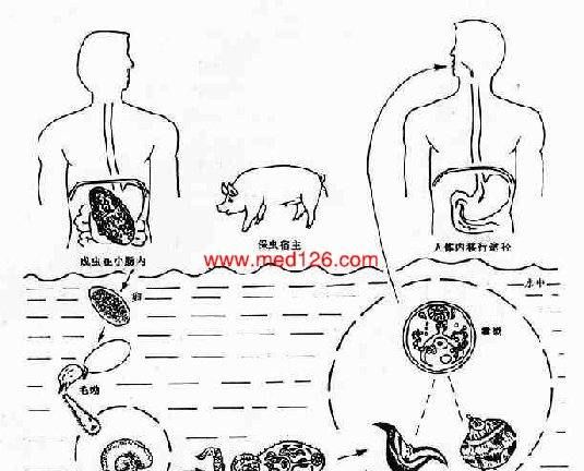 茭白是什么寄生虫的中间宿主,血吸虫的中间宿主是什么图3