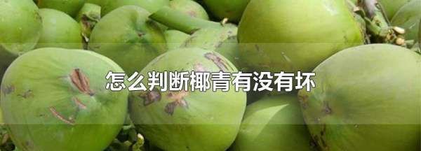 易开宝椰青保质期,椰青可以保存多久图4