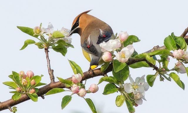 择木而栖，与择木而栖相匹配的网名？图3