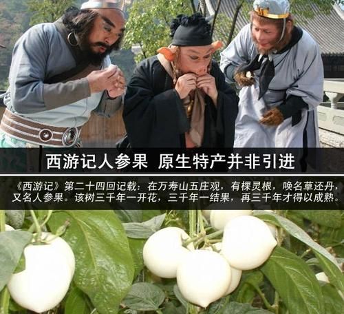 人参果怎么吃才正确