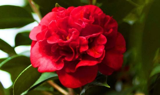 月季和玫瑰的区别,玫瑰和月季的区别是什么图6