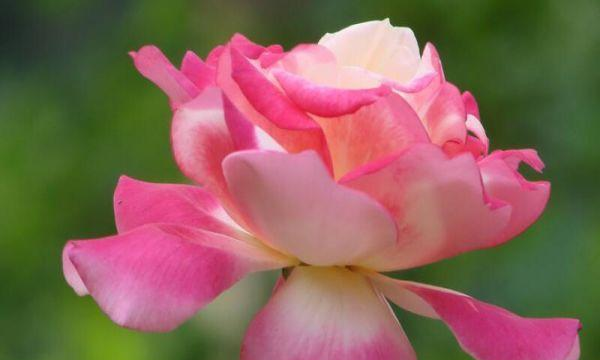 月季和玫瑰的区别,玫瑰和月季的区别是什么图7