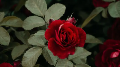 ​月季和玫瑰的区别,玫瑰和月季的区别是什么