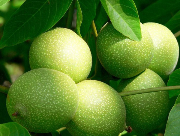 核桃绿皮染手怎样洗掉,核桃皮染到手上怎么洗掉小妙招图8