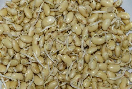 发芽的豆子可以吃吗有毒吗