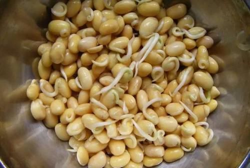 什么豆子可以发豆芽吃