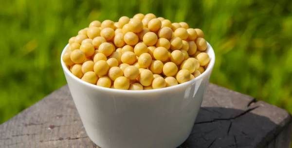 豆子发芽了能吃,豆子发芽了可不可以吃图4