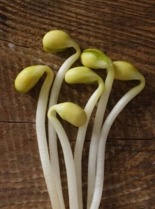 ​豆子发芽了能吃,豆子发芽了可不可以吃