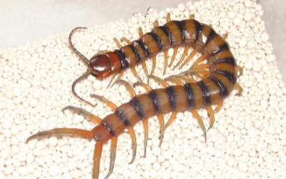 蜈蚣是什么动物,蜈蚣属于什么类动物图1