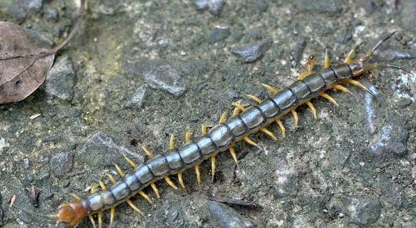 蜈蚣是什么动物,蜈蚣属于什么类动物图3