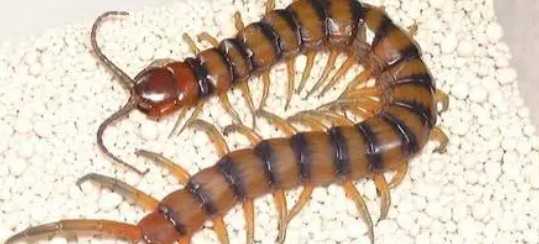 蜈蚣是什么动物,蜈蚣属于什么类动物图2