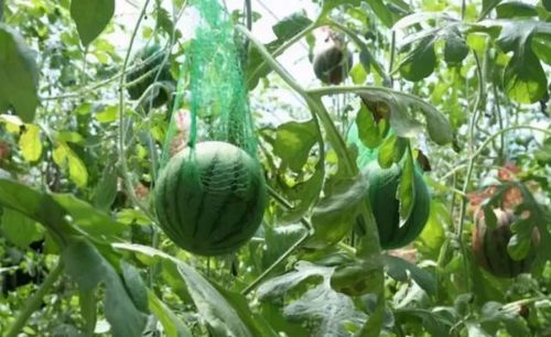 露天西瓜种植最重要的是什么