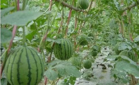 西瓜种植方法步骤,西瓜的种植方法是什么图1
