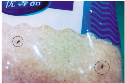 ​米里有黑虫子怎么处理,米里长了很多小黑虫怎么办还能吃吗