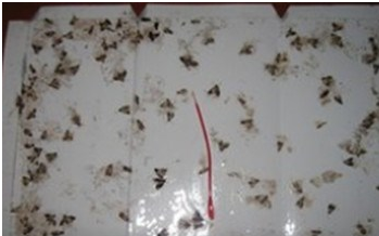 米蛾怎么彻底清除,用什么方法可以消除泡沫图8