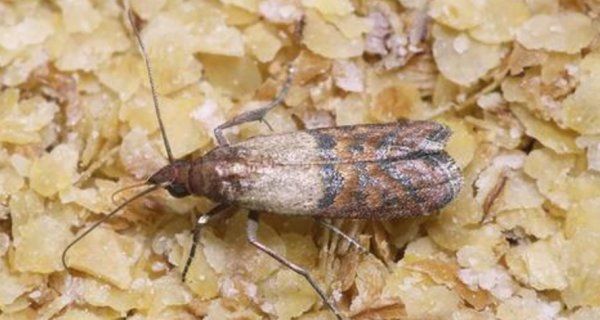 米蛾怎么彻底清除,用什么方法可以消除泡沫图9