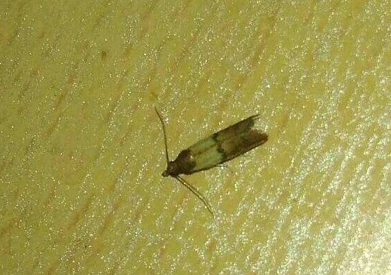 米蛾怎么彻底清除,用什么方法可以消除泡沫图11