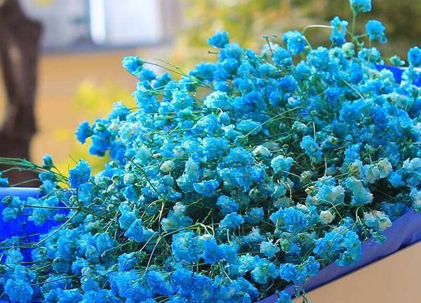 【满天星】的,花语是什么(蓝、白色)
