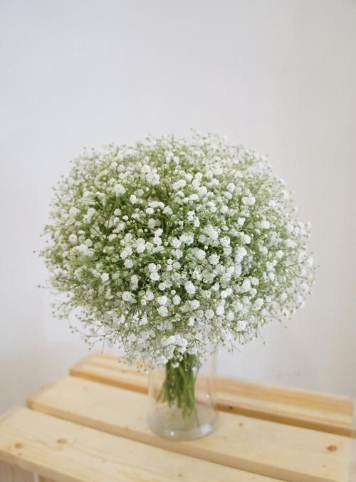 【满天星】的,花语是什么(蓝、白色)