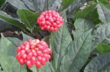 同百参是不是人参,同百参是什么参?图3