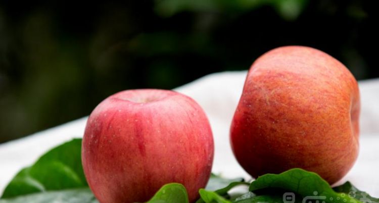 苹果属于哪类水果：苹果属于什么性水果